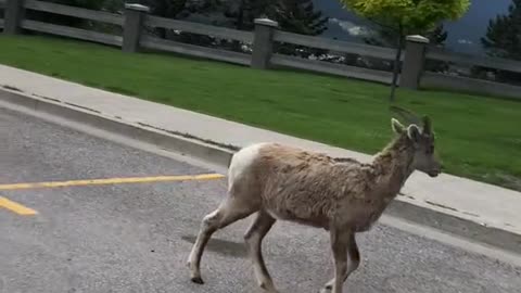 PLease give wild animals fleeing Canada fires food and water