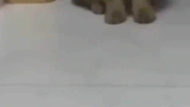 9.Cute Cats 😻😻😹😹😻#shorts #funnycats #animalsshorts