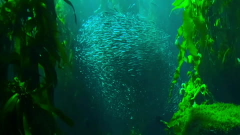 The beauty of the sea