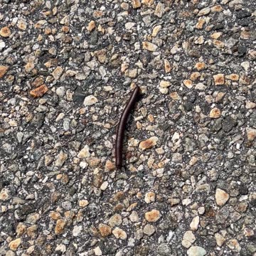 Bumblebee Millipede at High Point, New Jersey #bugs #insects #newjersey