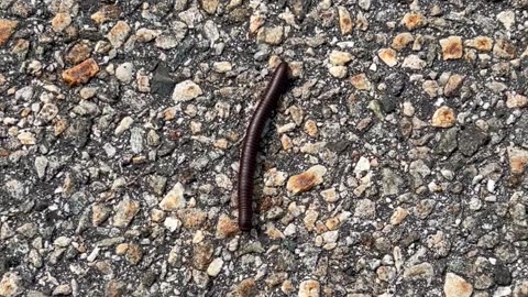 Bumblebee Millipede at High Point, New Jersey #bugs #insects #newjersey
