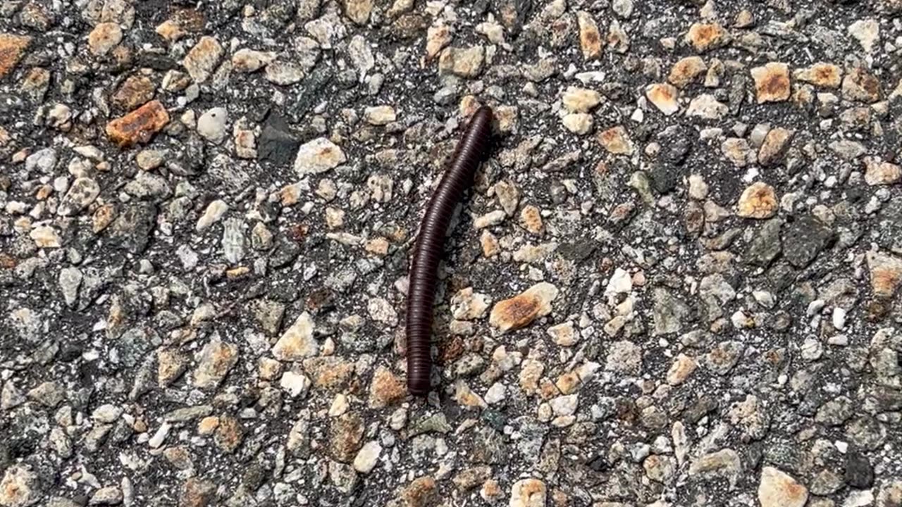 Bumblebee Millipede at High Point, New Jersey #bugs #insects #newjersey
