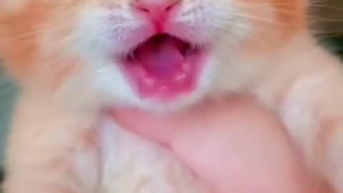 Cute cat reaction video 2022