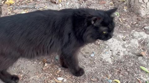 Persian black cat