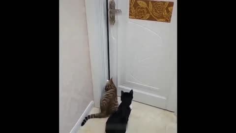OMG So Cute Funny Cats 🥰 🥰 🥰