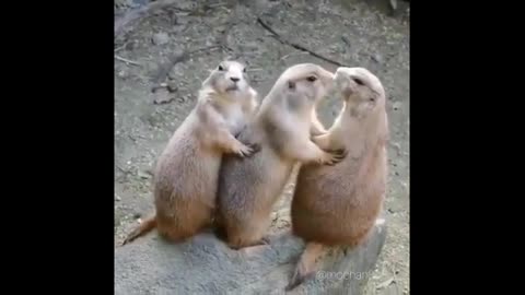 Cute funny animal compilation