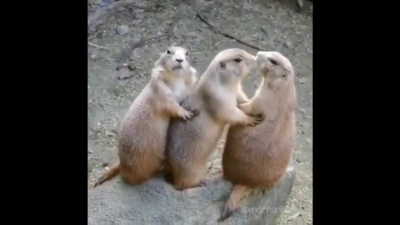 Cute funny animal compilation