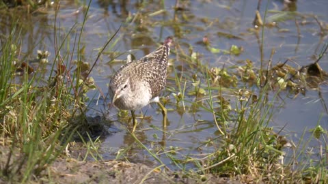 A video of bird water