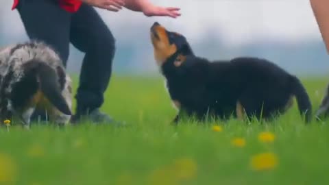 Cutest funny animals in world🐕🐶🤡||