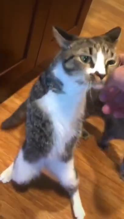 Life of Cat With Two legs,