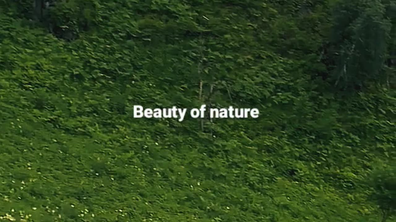Hourses Running On a Feild |Naturebloomimg0622|