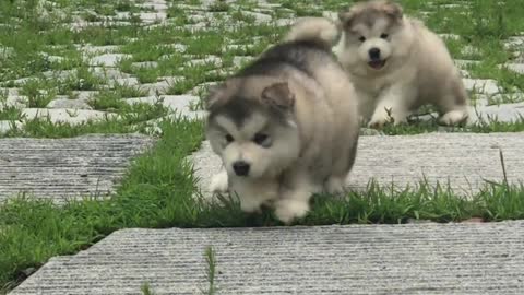Lovely dog, everyone's best friend