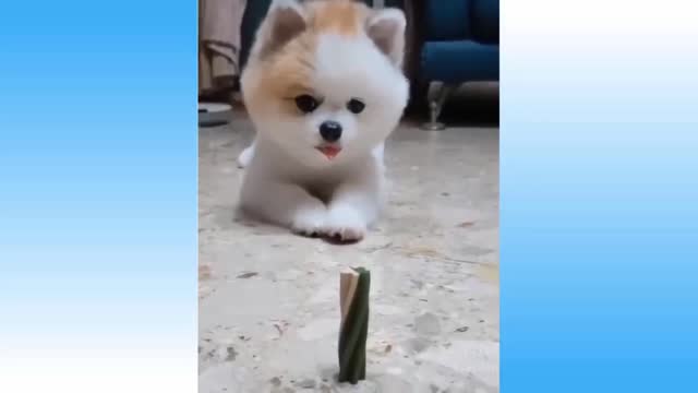 cute dogs funny playing