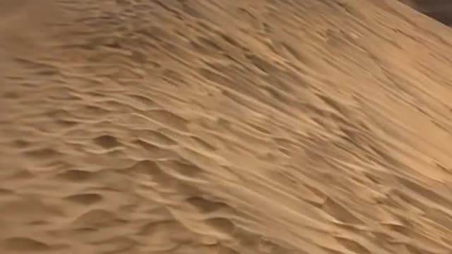 Desert plants are adapted to cope with extreme heat.