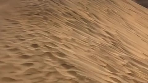 Desert plants are adapted to cope with extreme heat.