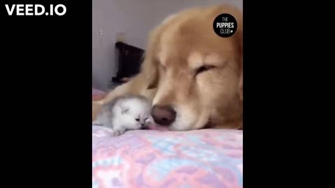 cute dog