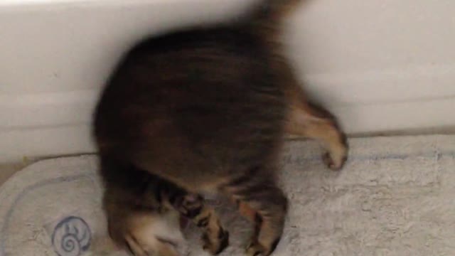 Cute cat roll forward like an human