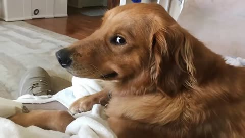 Funny dogs