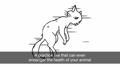 How to House Train A Kitten Litter Box