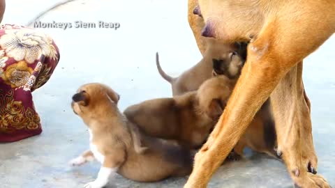 adorable baby puppies sucking milk from mom standing up