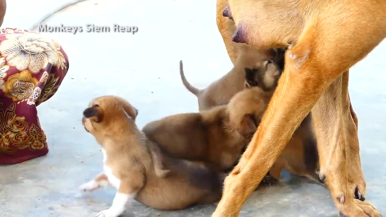 adorable baby puppies sucking milk from mom standing up