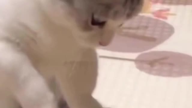 Cute Pets And Funny Animals Compilation #15 - Pets Garden #shorts