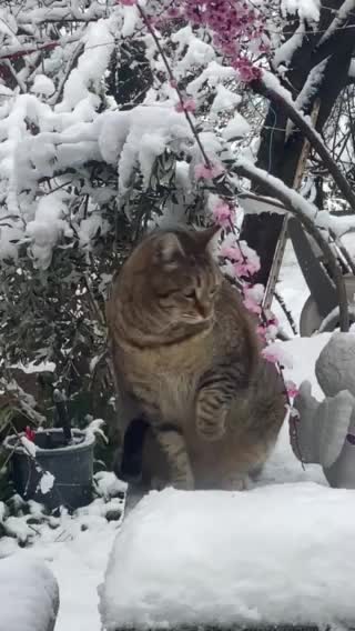 Cat eating snow
