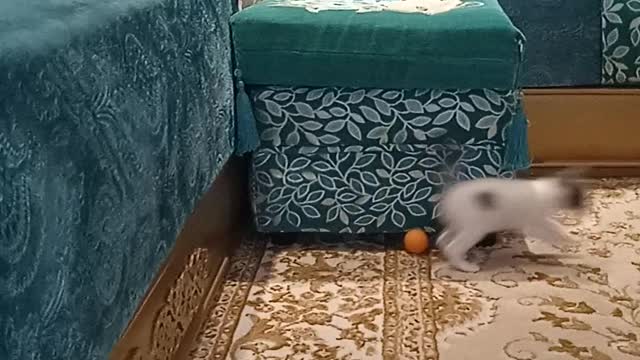 Luna joue avec le ballon