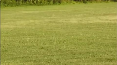 FOX VS PUPPY WHO WON?