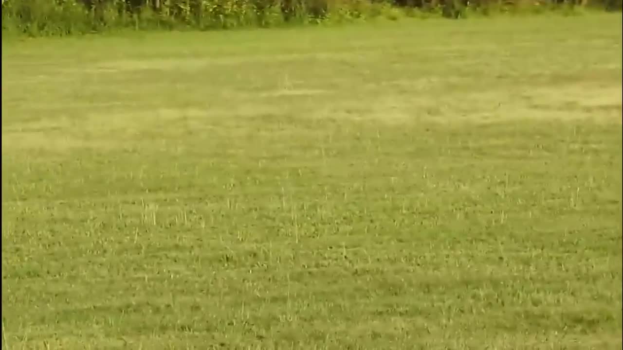 FOX VS PUPPY WHO WON?