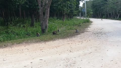 Monkey their eating food on the street 😊