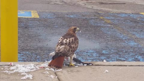 Red-tailed Hawk Enjoying Its Seagull Lunch Break