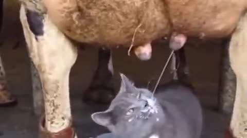 Funniest Cats and Dogs 🐱🐶 part-11