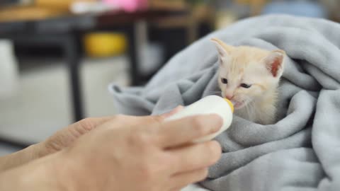 FEEDING THE BABY CAT