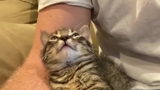 Guy asks Kitten, how are you, kitten responds