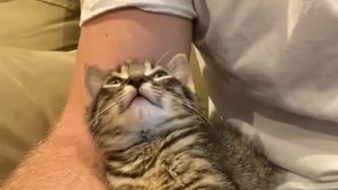 Guy asks Kitten, how are you, kitten responds