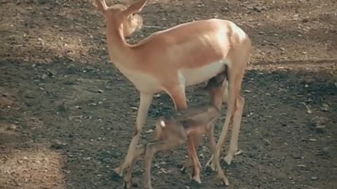 deer, fawn wild life