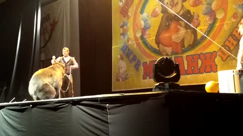 Circus Bear Tricks Gone Wrong