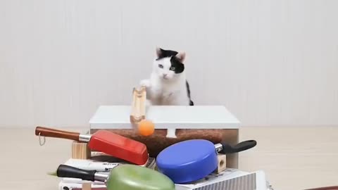 Cute cat dominoes playing ping pong game funny video
