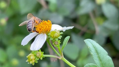 Busy bee at home April 1 2024