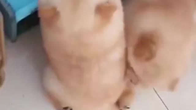 SOO CUTE - THE PUPPIES ! |mDog Training 2022 #usa #107 #shorts