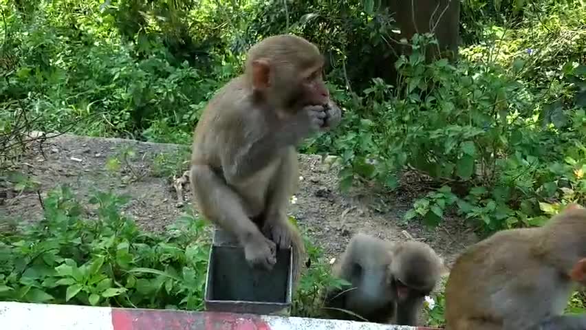 Monkey hid peanuts in his mouth and then spit it out and ate it alone