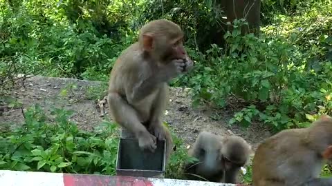 Monkey hid peanuts in his mouth and then spit it out and ate it alone