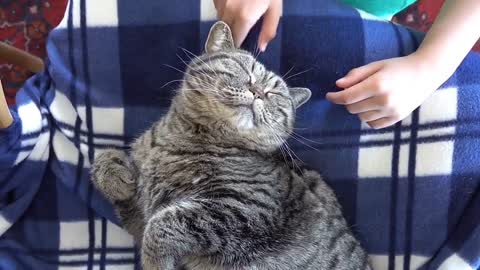 Cute baby cat video
