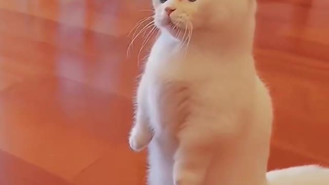 Cat Funny Video
