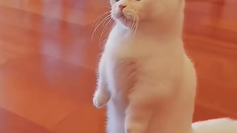 Cat Funny Video