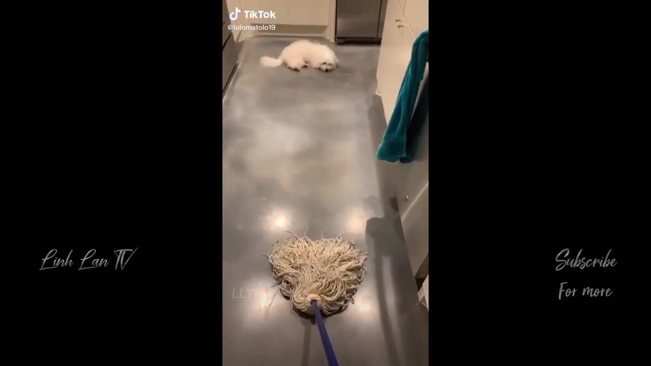 Cute Dog Scared Of Mop