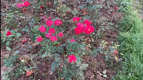 beautiful flowers