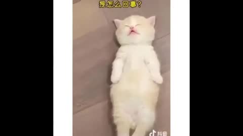 Cute cat funny video