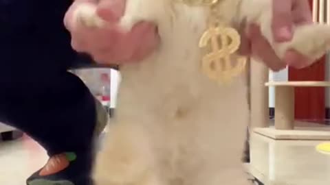 Baby cat cute - funny cat #Cat #Short